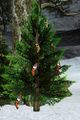 Baum Haengende Weihnachtssocke.jpg